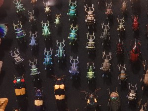 les collections d'insectes